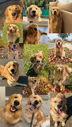 My dog