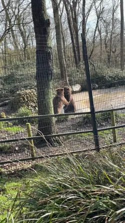 Bear