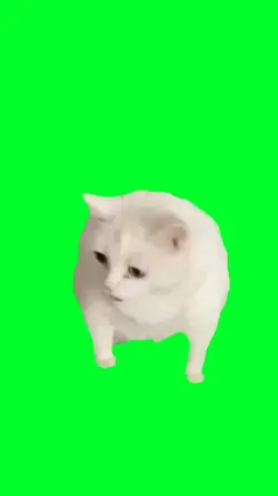 cat meme