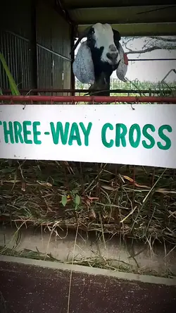 CrossBreeds