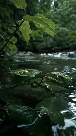 cinematic 5vidio