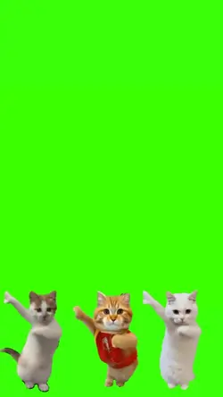 trio kucing joget