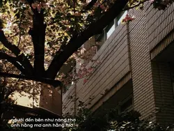 GIẤC MƠ TÌNH CỜ