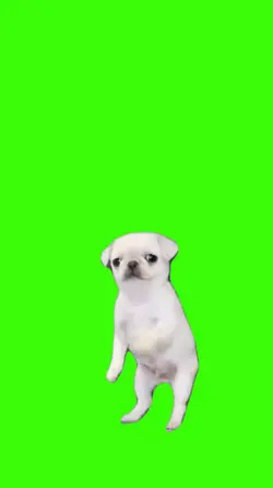 Dog/Cachorro.