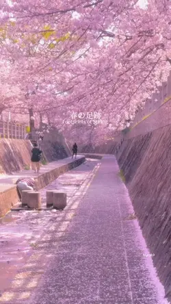 Sakura Vibes Only🌸🌸