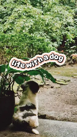 DOGS