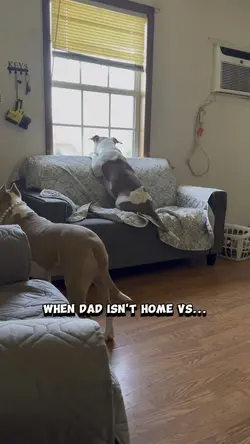 Dog Dad 
