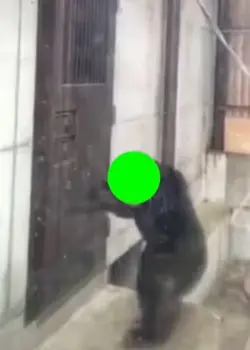 Goril Kapı Çalma