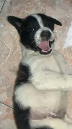 all dog go to heaven