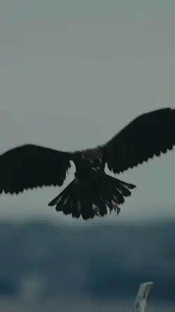 söz