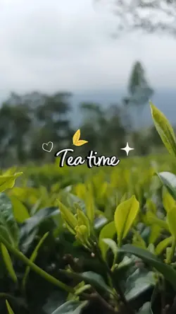 Tea time