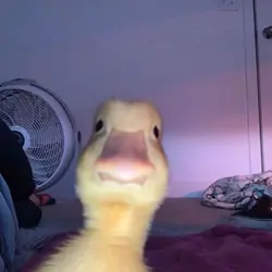 Cute ducks