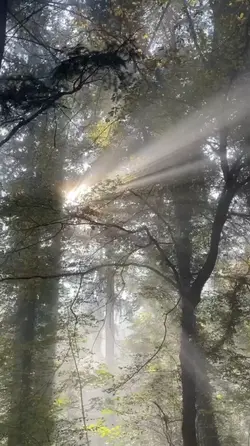 ENCHANTED