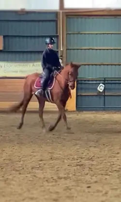 dressage pony? 😍