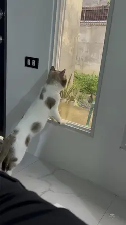 Marites na pusa 