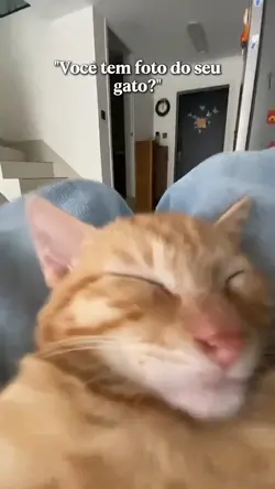 FOTO DO SEU GATO