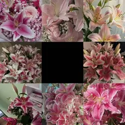 liliessss
