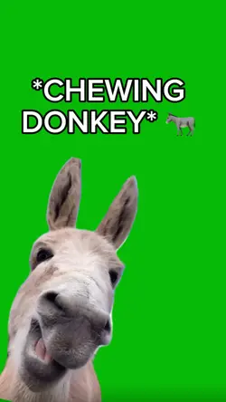 Donkey Chewing 🫏