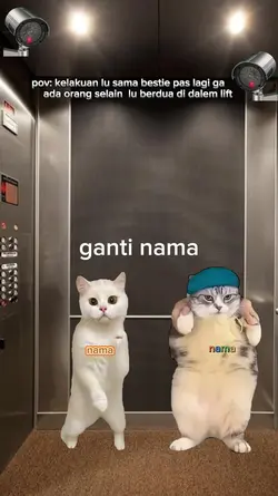 meme kucing pov