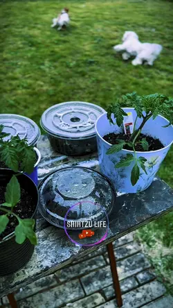 My plants and dogs