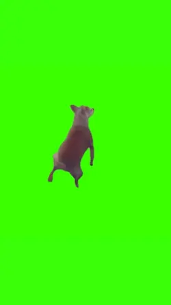 dog dancing meme