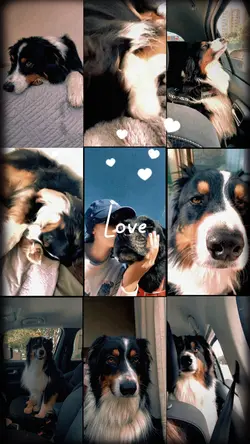 Dog love🐶❤️