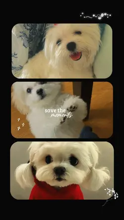 dog 3 videos