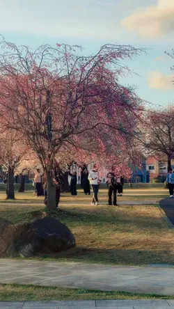 Cherry blossom vlog