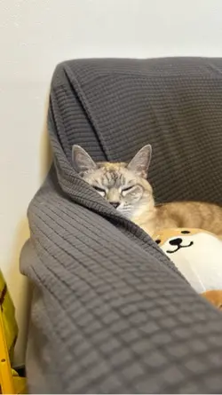 ねっこ