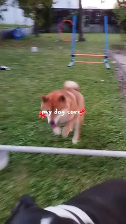 my dog core