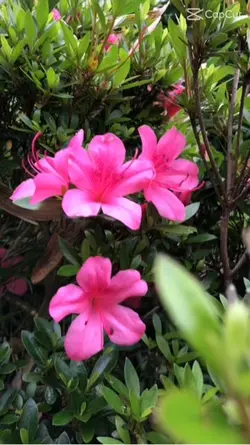 beautiful flowers