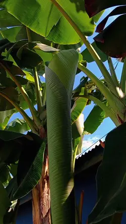 Gerua
