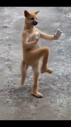 anjing kungfu 