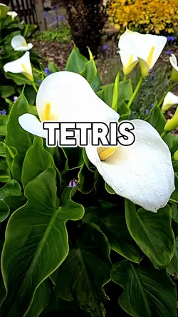 Tetris