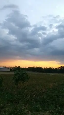 suasana sawah 
