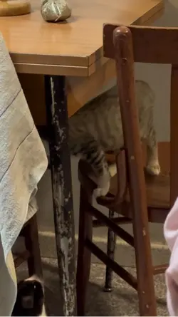 Video gattini