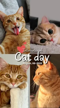 International Cat da