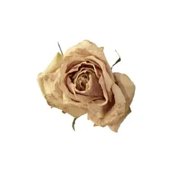 Colentine <3
