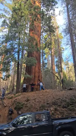 biggest tree 