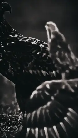söz şablonu