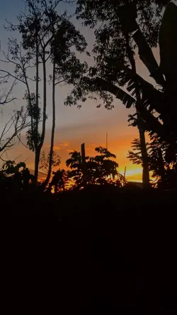 pro