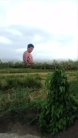 dalawang bundok...
