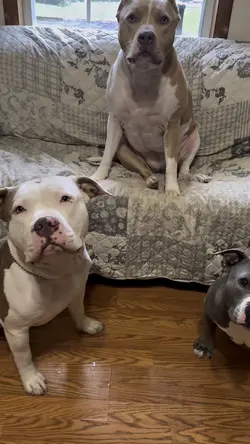 Your dog loves you 