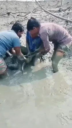 Mancing mania