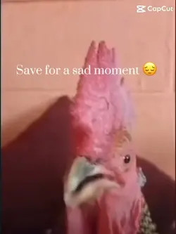 Sad chicken 