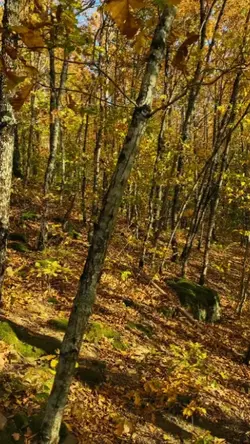 sound nature forest