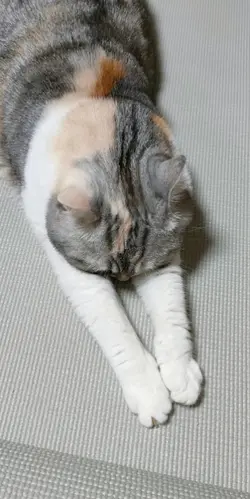 ポーズ