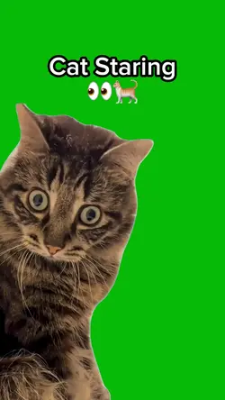 Cat Staring 👀 