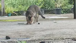 Cutecat