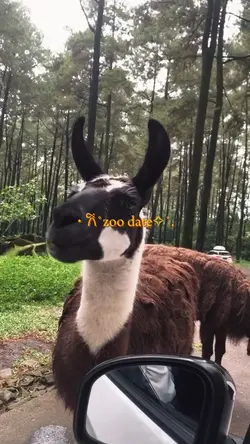 Kebun binatang vlog